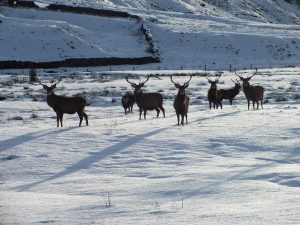 Dalness Lodge stags
