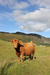 Rhidorroch highland cow