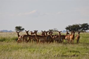 El Karama impala