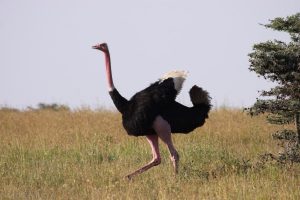 El Karama ostrich