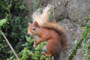 Chesthill Estate Red Squirrel