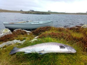 Sea trout, South Uist Estate