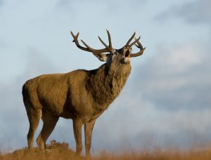 Red stag, South Uist Estate