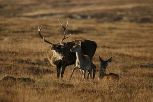 South Uist Estate, red stag