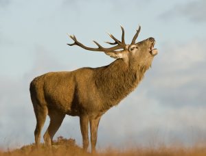 red deer stalking